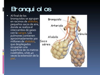 Bronquiolos  Al final de los bronquiolos se agrupan en racimos de  alvéolos,  pequeños sacos de aire, donde se realiza el intercambio de gases con la  sangre . Los pulmones contienen aproximadamente 300 millones de  alvéolos , que desplegados ocuparían una superficie de 70 metros cuadrados, unas 40 veces la extensión de la  piel . 