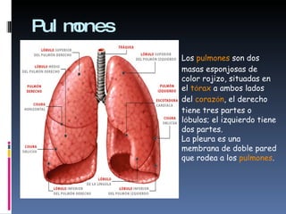 Pulmones  Los  pulmones  son dos masas esponjosas de color rojizo, situadas en el  t ó rax  a ambos lados del  coraz ó n , el derecho tiene tres partes o l ó bulos; el izquierdo tiene dos partes.  La pleura es una membrana de doble pared que rodea a los  pulmones .  