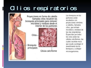 Cilios respiratorios  
