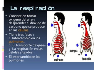 La respiración Consiste en tomar oxígeno del aire y desprender el dióxido de carbono que se produce en las  células .  Tiene tres fases : 1. Intercambio en los  pulmones . 2. El transporte de gases. 3. La respiración en las células y tejidos. El Intercambio en los pulmones  