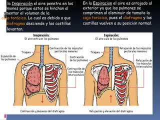 En la  Inspiración  el aire penetra en los pulmones porque estos se hinchan al aumentar el volumen de la  caja torácica . Lo cual es debido a que el  diafragma  desciende y las costillas se levantan. En la  Espiraci ó n  el aire es arrojado al exterior ya que los pulmones se comprimen al disminuir de tama ñ o la  caja tor á cica , pues el  diafragma  y las costillas vuelven a su posici ó n normal .  