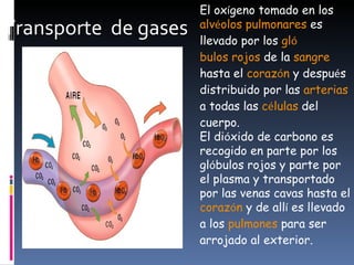 Transporte  de gases El ox í geno tomado en los  alv é olos pulmonares  es llevado por los  gl ó bulos rojos  de la  sangre  hasta el  coraz ó n  y despu é s distribuido por las  arterias  a todas las  c é lulas  del cuerpo.  El di ó xido de carbono es recogido en parte por los gl ó bulos rojos y parte por el plasma y transportado por las venas cavas hasta el  coraz ó n  y de all í  es llevado a los  pulmones  para ser arrojado al exterior.  