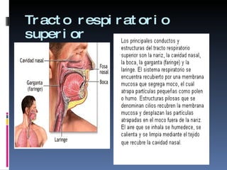 Tracto respiratorio superior 
