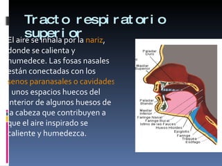 Tracto respiratorio superior El aire se inhala por la  nariz , donde se calienta y humedece. Las fosas nasales están conectadas con los  senos paranasales o cavidades sinusales , unos espacios huecos del interior de algunos huesos de la cabeza que contribuyen a que el aire inspirado se caliente y humedezca.  
