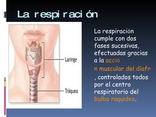 La respiración  La respiraci ó n cumple con dos fases sucesivas, efectuadas gracias a la  acci ó n muscular del diafragma y de los músculos intercostales , controlados todos por el centro respiratorio del  bulbo raqu í deo .  