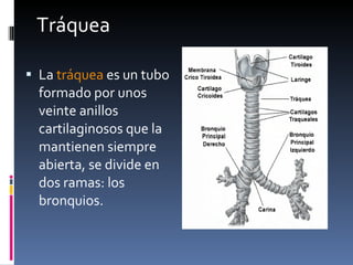 La  tráquea  es un tubo formado por unos veinte anillos cartilaginosos que la mantienen siempre abierta, se divide en dos ramas: los bronquios.  Tráquea 