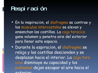 Respiración  En la inspiraci ó n, el  diafragma  se contrae y los  m ú sculos intercostales  se elevan y ensanchan las costillas. La  caja tor á cica  gana volumen y penetra aire del exterior para llenar este espacio. Durante la espiraci ó n, el  diafragma  se relaja y las costillas descienden y se desplazan hacia el interior. La  caja tor á cica  disminuye su capacidad y los  pulmones  dejan escapar el aire hacia el exterior.   