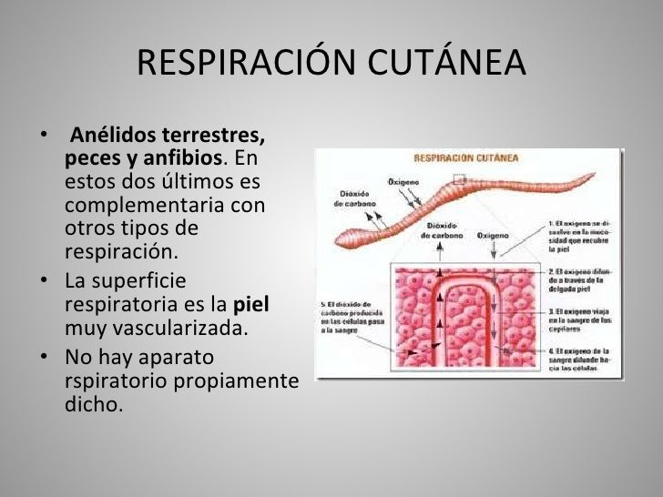 Aparato respiratorio