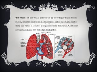 Pulmones:  Son dos masas esponjosas de color rojizo rodeados del pleura, situadas en el tórax a ambos lados del corazón, el derecho tiene tres partes o lóbulos; el izquierdo tiene dos partes. Contienen aproximadamente 300 millones de alvéolos.  