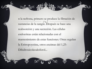 En la nefrona, primero se produce la filtración de sustancias de la sangre. Después se hace una reabsorción y una secreción. Las células endocrinas están relacionadas con el mantenimiento de estas funciones. Otras regulan la Eritropoyetina, otros enzimas del 1,25-Dihidroxicolecalciferol... 