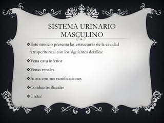 SISTEMA URINARIO MASCULINO Este modelo presenta las estructuras de la cavidad retroperitoneal con los siguientes detalles: Vena cava inferior Venas renales Aorta con sus ramificaciones Conductos iliacales Uréter 