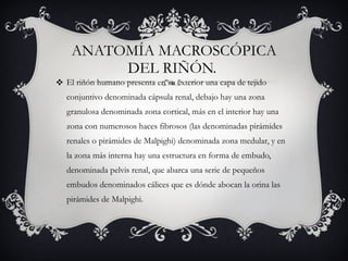 ANATOMÍA MACROSCÓPICA DEL RIÑÓN.  El riñón humano presenta en su exterior una capa de tejido conjuntivo denominada cápsula renal, debajo hay una zona granulosa denominada zona cortical, más en el interior hay una zona con numerosos haces fibrosos (las denominadas pirámides renales o pirámides de Malpighi) denominada zona medular, y en la zona más interna hay una estructura en forma de embudo, denominada pelvis renal, que abarca una serie de pequeños embudos denominados cálices que es dónde abocan la orina las pirámides de Malpighi.  