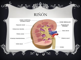 RIÑÓN 