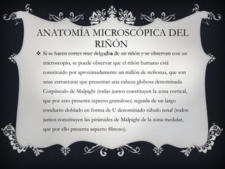 ANATOMÍA MICROSCÓPICA DEL RIÑÓN  Si se hacen cortes muy delgados de un riñón y se observan con un microscopio, se puede observar que el riñón humano está constituido por aproximadamente un millón de nefronas, que son unas estructuras que presentan una cabeza globosa denominada Corpúsculo de Malpighi (todas juntos constituyen la zona cortical, que por esto presenta aspecto granuloso) seguida de un largo conducto doblado en forma de U denominado túbulo renal (todos juntos constituyen las pirámides de Malpighi de la zona medular, que por ello presenta aspecto fibroso).  