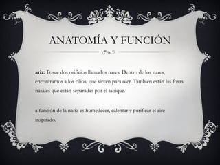 ANATOMÍA Y FUNCIÓN Nariz:  Posee dos orificios llamados nares. Dentro de los nares, encontramos a los cilios, que sirven para oler. También están las fosas nasales que están separadas por el tabique. La función de la nariz es humedecer, calentar y purificar el aire inspirado. 