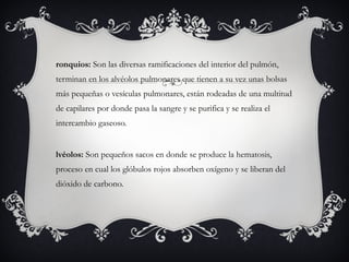 Bronquios:  Son las diversas ramificaciones del interior del pulmón, terminan en los alvéolos pulmonares que tienen a su vez unas bolsas más pequeñas o vesículas pulmonares, están rodeadas de una multitud de capilares por donde pasa la sangre y se purifica y se realiza el intercambio gaseoso. Alvéolos:  Son pequeños sacos en donde se produce la hematosis, proceso en cual los glóbulos rojos absorben oxígeno y se liberan del dióxido de carbono. 