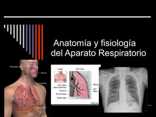   Anatomía y fisiología del Aparato Respiratorio 