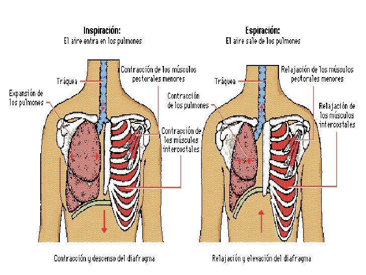 generalidades del aparato respiratorio