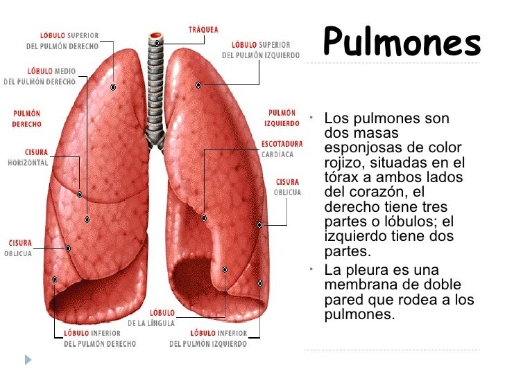 generalidades del aparato respiratorio