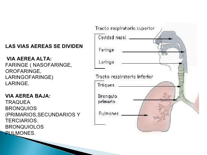 Aparato respiratorio