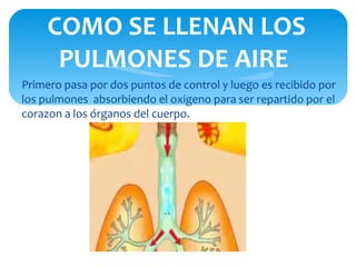 COMO SE LLENAN LOS
      PULMONES DE AIRE
Primero pasa por dos puntos de control y luego es recibido por
los pulmones absorbiendo el oxigeno para ser repartido por el
corazon a los órganos del cuerpo.
 