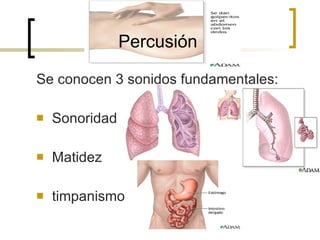 Percusión Se conocen 3 sonidos fundamentales: Sonoridad  Matidez timpanismo 