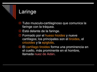 Laringe Tubo musculo-cartilaginoso que comunica la faringe con la tráquea. Está delante de la faringe. Formado por el  hueso hioides  y nueve cartílagos; los principales son el  tiroides , el  cricoides  y la  epiglotis . El  cartílago tiroides  forma una prominencia en el cuello, más prominente en el hombre, llamada  nuez de Adán . 