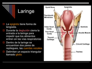 Laringe La  epiglotis  tiene forma de lengüeta. Durante la  deglución  cierra la entrada a la laringe para impedir que los alimentos entren en las vías respiratorias Dentro de la laringe se encuentran dos pares de repliegues, las  cuerdas vocales . Delimitan un espacio triangular llamado  glotis 
