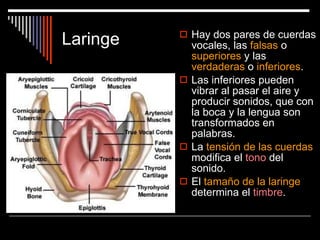 Laringe Hay dos pares de cuerdas vocales, las  falsas  o  superiores  y las  verdaderas  o  inferiores . Las inferiores pueden vibrar al pasar el aire y producir sonidos, que con la boca y la lengua son transformados en palabras. La  tensión de las cuerdas  modifica el  tono  del sonido. El  tamaño de la laringe  determina el  timbre . 