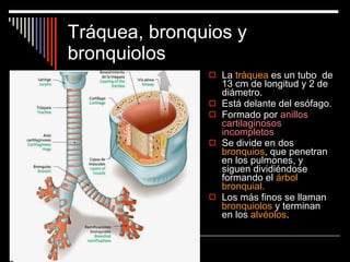 Tráquea, bronquios y bronquiolos La  tráquea  es un tubo  de 13 cm de longitud y 2 de diámetro. Está delante del esófago. Formado por  anillos cartilaginosos incompletos Se divide en dos  bronquios , que penetran en los pulmones, y siguen dividiéndose formando el  árbol bronquial. Los más finos se llaman  bronquiolos  y terminan en los  alvéolos . 