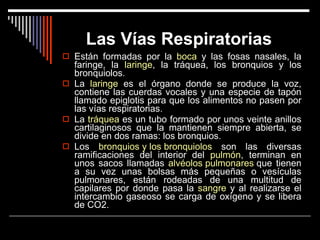 Las Vías Respiratorias   Están formadas por la  boca  y las fosas nasales, la faringe, la  laringe , la tráquea, los bronquios y los bronquiolos.  La  laringe  es el órgano donde se produce la voz, contiene las cuerdas vocales y una especie de tapón llamado epiglotis para que los alimentos no pasen por las vías respiratorias.  La  tráquea  es un tubo formado por unos veinte anillos cartilaginosos que la mantienen siempre abierta, se divide en dos ramas: los bronquios.  Los  bronquios y los bronquiolos  son las diversas ramificaciones del interior del  pulmón , terminan en unos sacos llamadas  alvéolos pulmonares  que tienen a su vez unas bolsas más pequeñas o vesículas pulmonares, están rodeadas de una multitud de capilares por donde pasa la  sangre  y al realizarse el intercambio gaseoso se carga de oxígeno y se libera de CO2. 