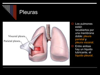 Pleuras Los pulmones están recubiertos por una membrana doble:  pleura parietal  y  pleura visceral.  Entre ambas hay un líquido lubricante, el  líquido pleural. 