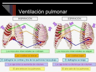 Ventilación pulmonar 