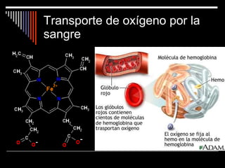 Transporte de oxígeno por la sangre 