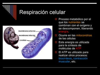 Respiración celular Proceso metabólico por el que los  nutrientes  se combinan con el oxígeno y se descomponen, liberando  energía . Ocurre en las  mitocondrias  de las células Esta energía es utilizada para la síntesis de moléculas de  ATP El ATP es utilizado para realizar otros procesos:  biosíntesis ,  contracción muscular , etc. 