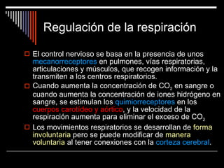 Regulación de la respiración El control nervioso se basa en la presencia de unos  mecanorreceptores  en pulmones, vías respiratorias, articulaciones y músculos, que recogen información y la transmiten a los centros respiratorios.  Cuando aumenta la concentración de CO 2  en sangre o cuando aumenta la concentración de iones hidrógeno en sangre, se estimulan los  quimiorreceptores  en los  cuerpos carotídeo y aórtico , y la velocidad de la respiración aumenta para eliminar el exceso de CO 2 Los movimientos respiratorios se desarrollan de  forma involuntaria  pero se puede modificar de  manera voluntaria  al tener conexiones con la  corteza cerebral . 