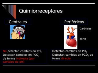 Quimiorreceptores Detectan cambios en PO 2 Detectan cambios en PCO 2  de forma  directa No  detectan cambios en PO 2 Detectan cambios en PCO 2 de forma  indirecta (por cambios de pH) Centrales Periféricos aorta Carótidas 