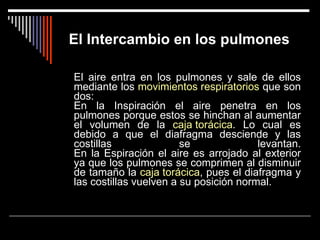 El Intercambio en los pulmones   El aire entra en los pulmones y sale de ellos mediante los  movimientos respiratorios  que son dos: En la Inspiración el aire penetra en los pulmones porque estos se hinchan al aumentar el volumen de la  caja torácica . Lo cual es debido a que el diafragma desciende y las costillas se levantan. En la Espiración el aire es arrojado al exterior ya que los pulmones se comprimen al disminuir de tamaño la  caja torácica , pues el diafragma y las costillas vuelven a su posición normal.   