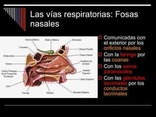 Las vías respiratorias: Fosas nasales Comunicadas con el exterior por los  orificios nasales Con la  faringe  por las  coanas Con los  senos paranasales Con las  glándulas lacrimales  por los  conductos lacrimales 