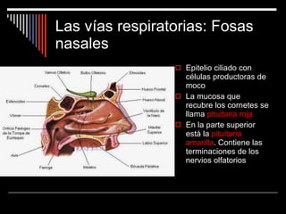 Las vías respiratorias: Fosas nasales Epitelio ciliado con células productoras de moco La mucosa que recubre los cornetes se llama  pituitaria roja En la parte superior está la  pituitaria amarilla . Contiene las terminaciones de los nervios olfatorios 