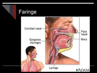 Faringe 