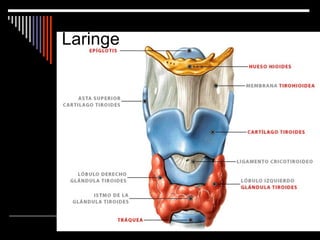 Laringe 