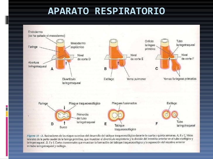 Resultado de imagen para EmbriologÃ­a e histologÃ­a de aparatos y sistemas: HistologÃ­a de los tejidos que conforman el aparato respiratorio
