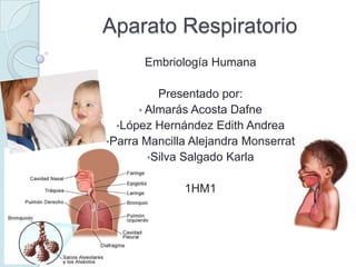 Aparato Respiratorio
       Embriología Humana

          Presentado por:
      • Almarás Acosta Dafne
  •López Hernández Edith Andrea
•Parra Mancilla Alejandra Monserrat
        •Silva Salgado Karla


              1HM1
 