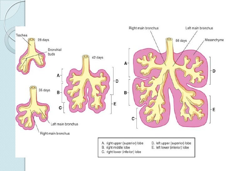 Aparato Respiratorio Embrionario