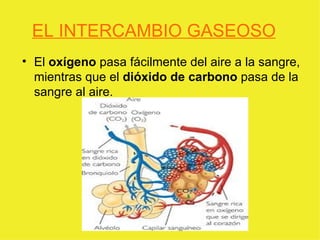 EL INTERCAMBIO GASEOSO El  oxígeno  pasa fácilmente del aire a la sangre, mientras que el  dióxido de carbono  pasa de la sangre al aire. 