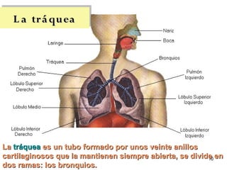 L a tr á quea




La tráquea es un tubo formado por unos veinte anillos
cartilaginosos que la mantienen siempre abierta, se divide en
                                                         10
dos ramas: los bronquios.
 