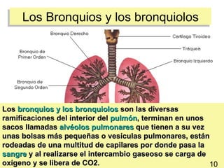 Los Bronquios y los bronquiolos




Los bronquios y los bronquiolos son las diversas
ramificaciones del interior del pulmón, terminan en unos
sacos llamadas alvéolos pulmonares que tienen a su vez
unas bolsas más pequeñas o vesículas pulmonares, están
rodeadas de una multitud de capilares por donde pasa la
sangre y al realizarse el intercambio gaseoso se carga de11
oxígeno y se libera de CO2.                                10
 