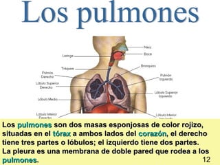 Los pulmones son dos masas esponjosas de color rojizo,
situadas en el tórax a ambos lados del corazón, el derecho
tiene tres partes o lóbulos; el izquierdo tiene dos partes.
La pleura es una membrana de doble pared que rodea a los    13
pulmones.                                                   12
 