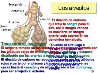 Los alvéolos
                               El dióxido de carbono
                              que traía la sangre pasa al
                              aire, así la sangre venosa
                              se convierte en sangre
                              arterial esta operación se
                              denomina hematosis.
Transporte de los gases Cuando el aire llega a
El oxígeno tomado en los alvéolosalvéolos, parte del
                                 los pulmonares es llevado por
los glóbulos rojos de la sangre hasta elque lleva y después
                                 oxígeno corazón
distribuido por las arterias a todas las células del cuerpo.
                                 atraviesa las finísimas
El dióxido de carbono es recogido en parte por los glóbulos
                                 paredes y pasa a los
rojos y parte por el plasma y transportado porde lavenas
                                 glóbulos rojos las
cavas hasta el corazón y de allí es llevado a los pulmones
                                 sangre.                    16
para ser arrojado al exterior.                              15
 